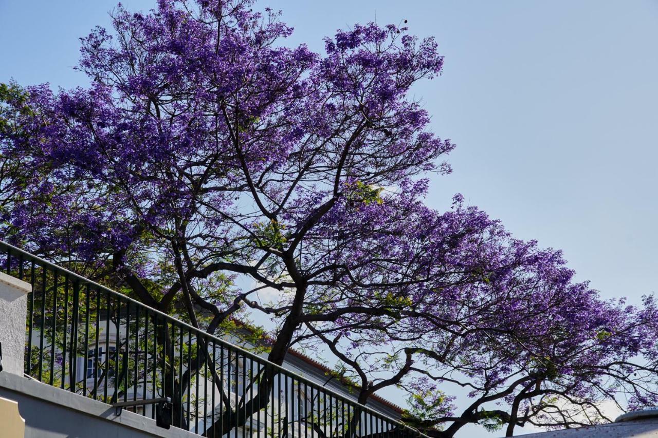 Pimenta Funchal Downtownアパートメント エクステリア 写真